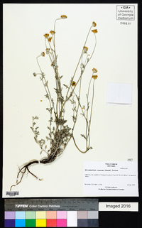 Eriophyllum lanatum image