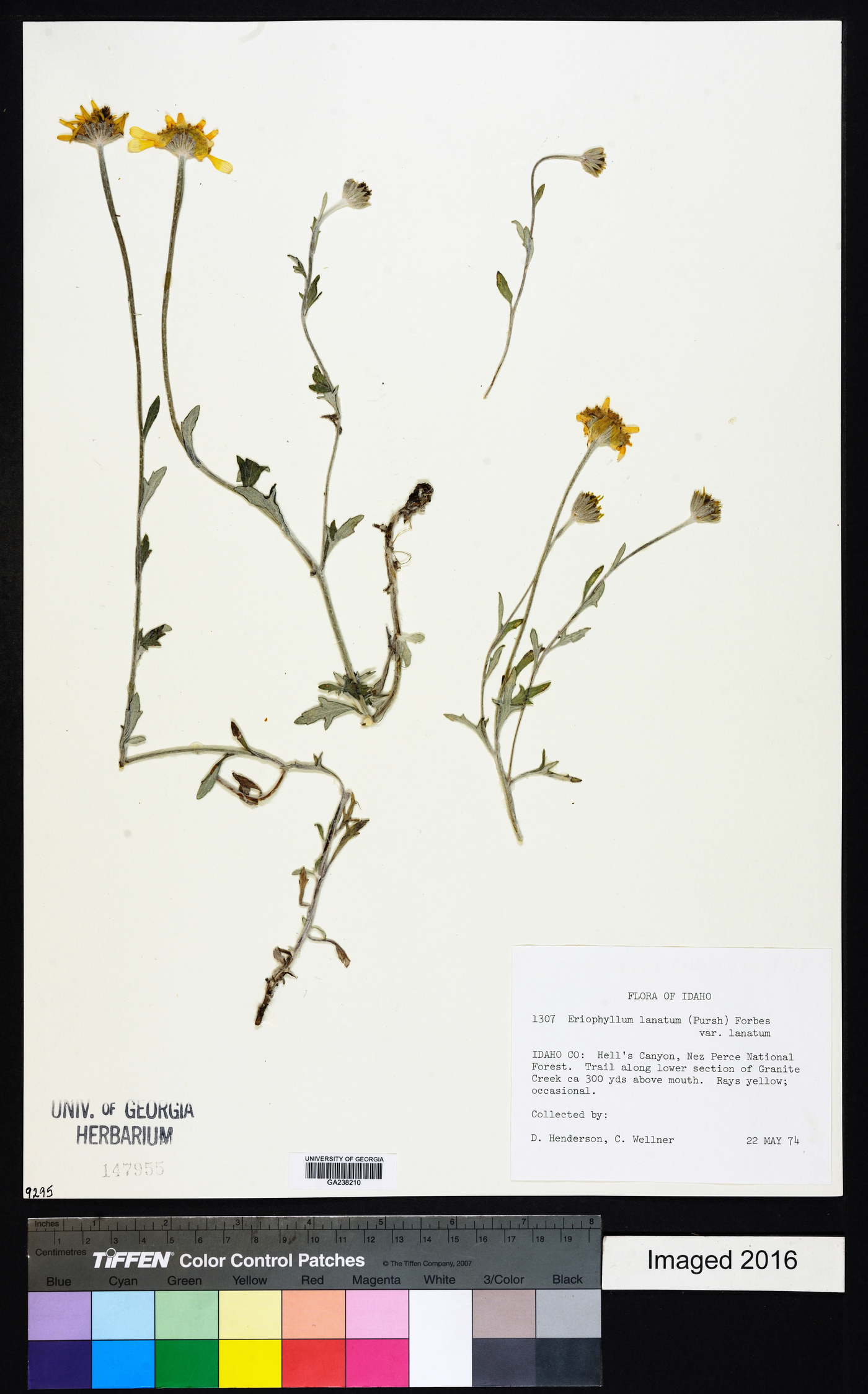 Eriophyllum lanatum var. lanatum image