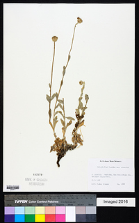 Eriophyllum lanatum image