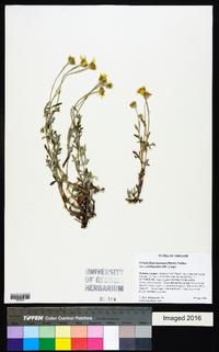 Eriophyllum lanatum image