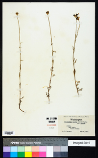 Eriophyllum lanatum image