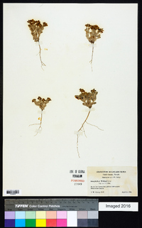 Eriophyllum wallacei image