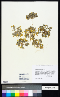 Eriophyllum wallacei image