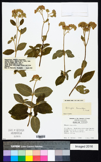 Bothriocline longipes image