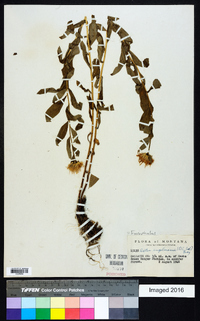 Eucephalus engelmannii image