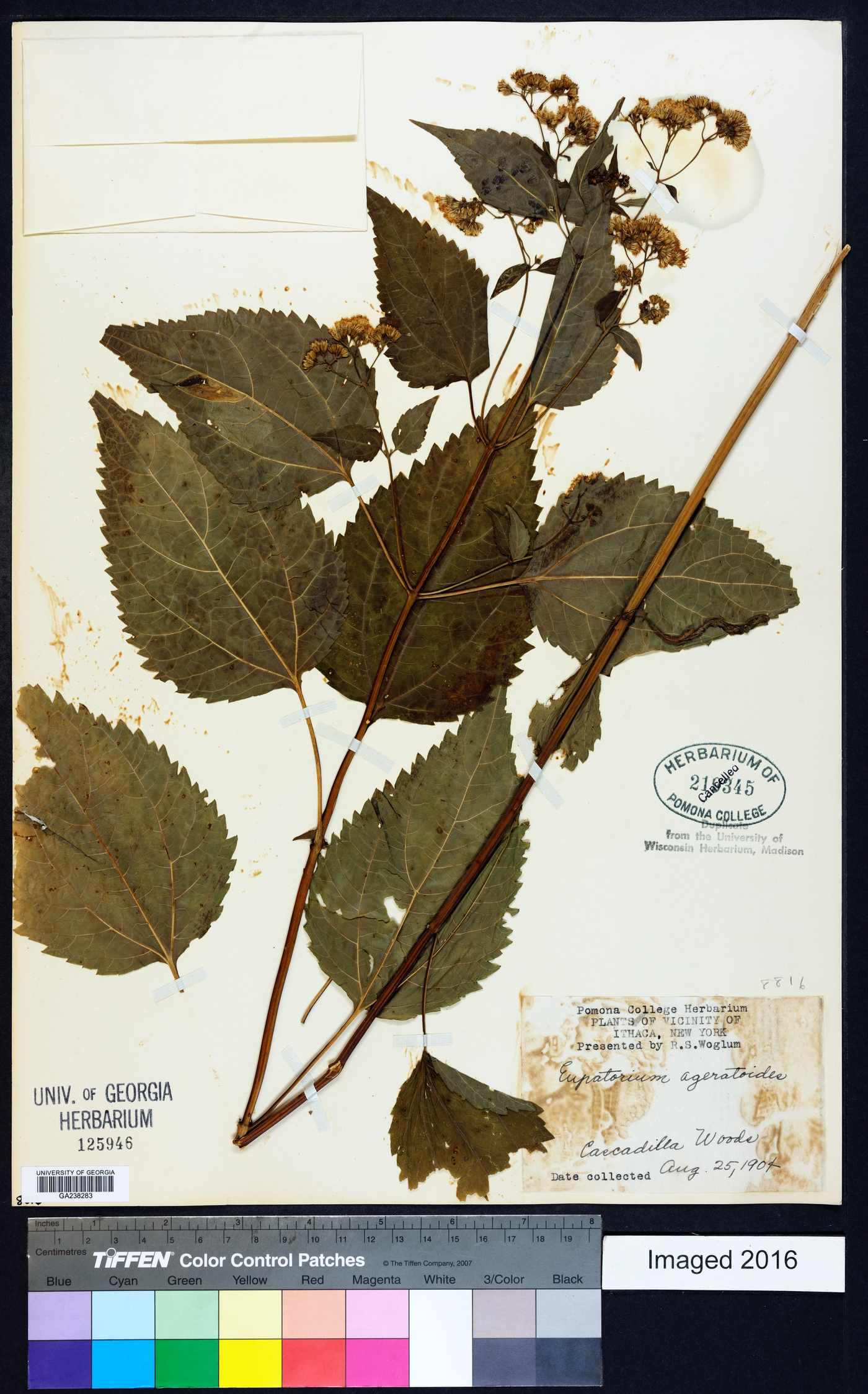 Ageratum altissima image