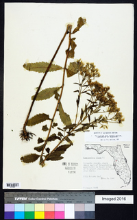 Eupatorium album image