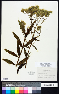 Eupatorium album image