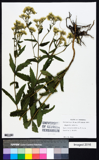 Eupatorium album image