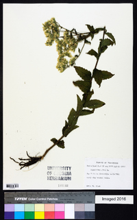 Eupatorium album image