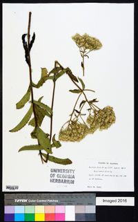 Eupatorium album image