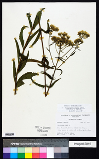 Eupatorium album image