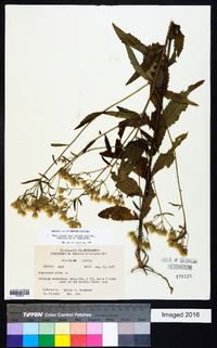 Eupatorium album image