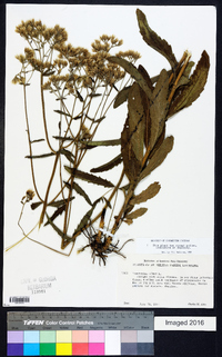 Eupatorium album image