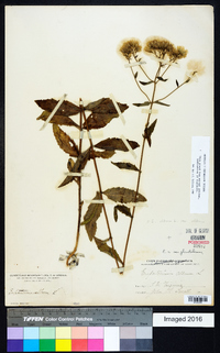 Eupatorium album image