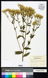 Eupatorium album image