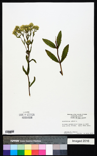 Eupatorium album image