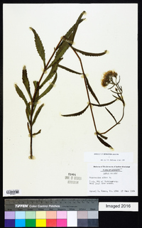 Eupatorium album image