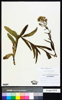 Eupatorium album image