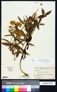 Eupatorium album image