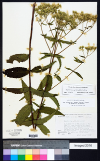 Eupatorium album var. vaseyi image