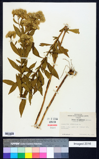 Eupatorium altissimum image