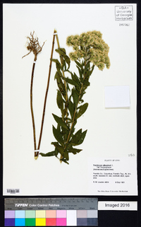 Eupatorium altissimum image