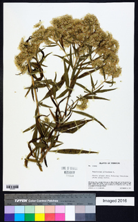 Eupatorium altissimum image