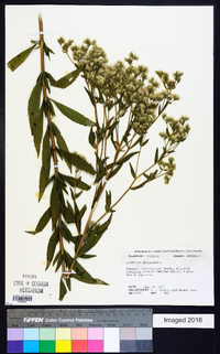 Eupatorium altissimum image