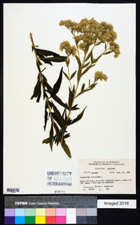 Eupatorium altissimum image