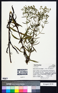 Eupatorium altissimum image