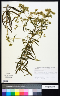 Eupatorium altissimum image