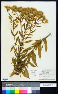 Eupatorium altissimum image