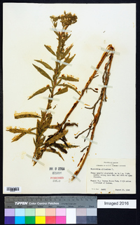 Eupatorium altissimum image