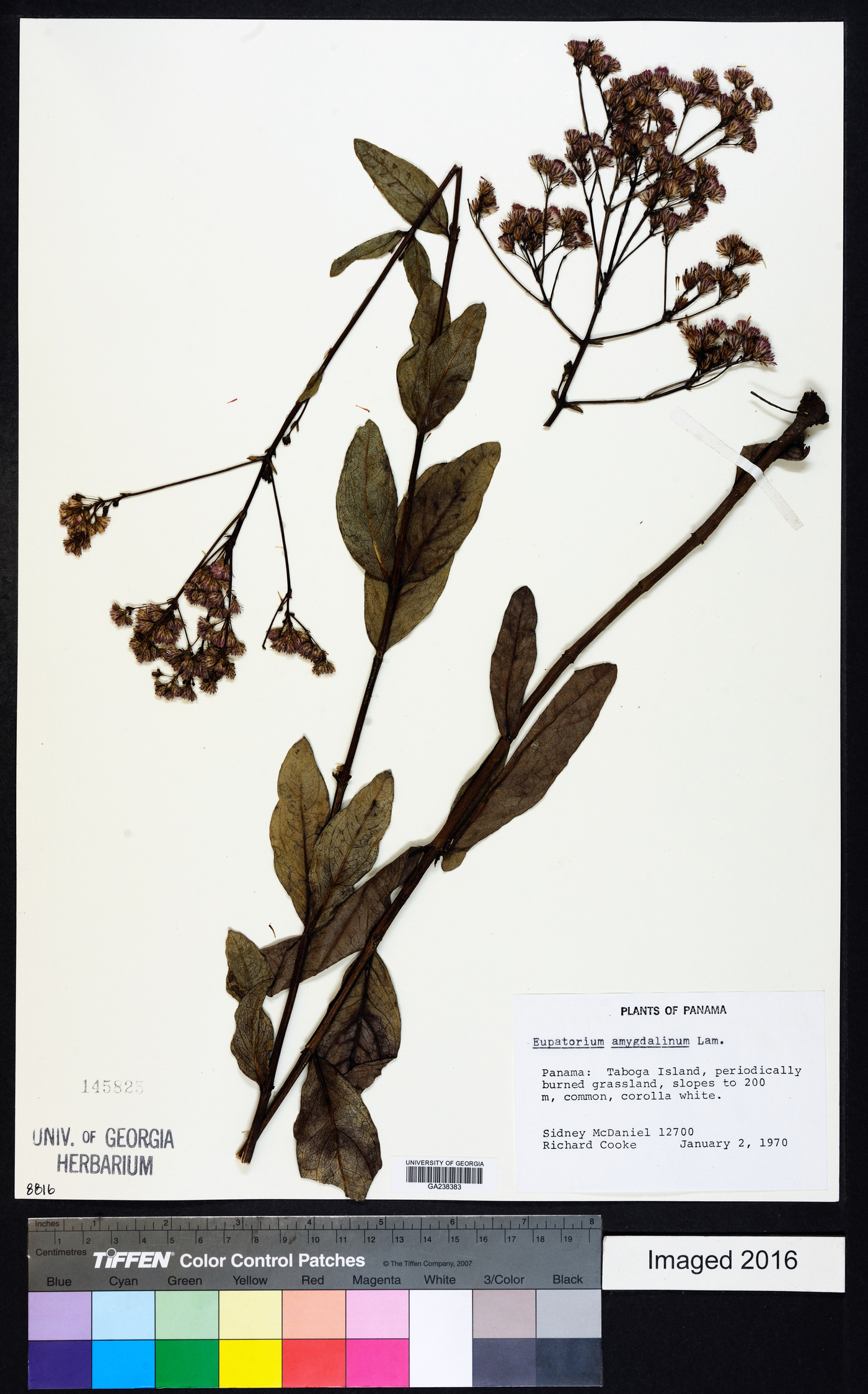 Eupatorium amygdalinum image