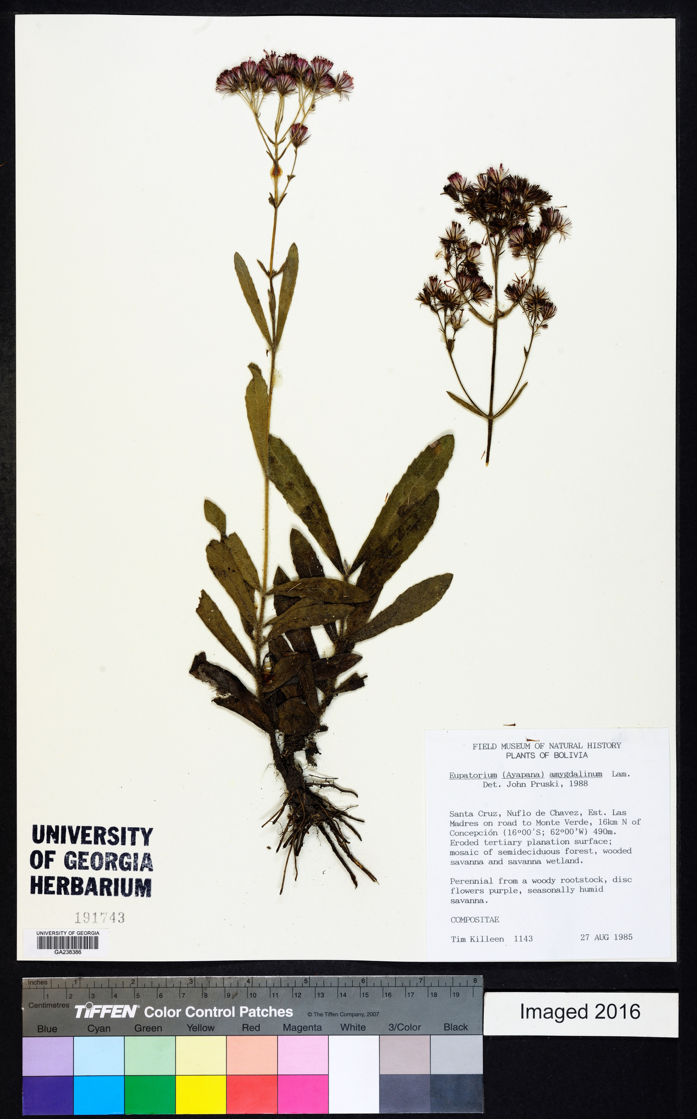 Eupatorium amygdalinum image