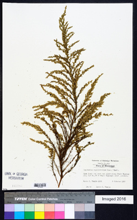 Eupatorium capillifolium image