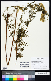 Eupatorium compositifolium image