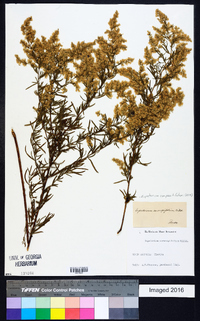 Eupatorium compositifolium image