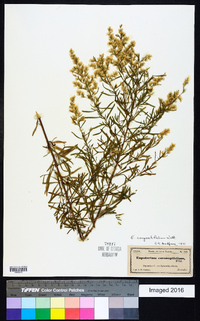 Eupatorium compositifolium image