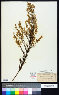 Eupatorium compositifolium image