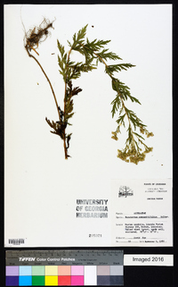 Eupatorium compositifolium image