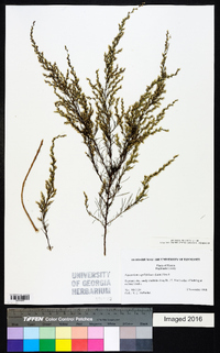 Eupatorium capillifolium image