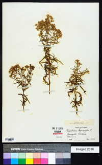 Eupatorium hyssopifolium image