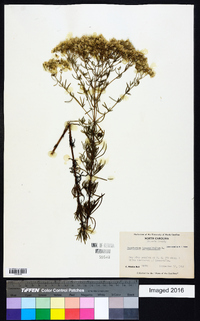 Eupatorium hyssopifolium image