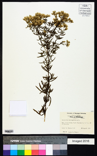 Eupatorium hyssopifolium image