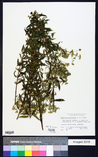 Eupatorium lancifolium image