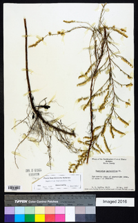 Eupatorium leptophyllum image