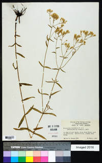 Eupatorium leucolepis image