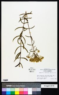 Eupatorium leucolepis image